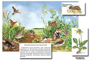 Магнитный плакат-аппликация "Луг: биоразнообразие и взаимосвязи в сообществе" - fgospostavki.ru - Белгород