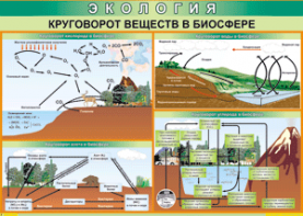 Таблица "Круговорот веществ в биосфере" (100х140 сантиметров, винил) - fgospostavki.ru - Белгород