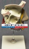 Модель "Разрез носоглотки" - fgospostavki.ru - Белгород