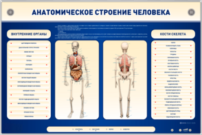 Электрифицированный стенд-тренажер c макетом скелета "Анатомическое строение человека" - fgospostavki.ru - Белгород