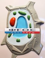 Модель барельефная "Растительная клетка" - fgospostavki.ru - Белгород