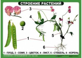 Комплект таблиц "Ознакомление с окружающим миром 1-4 класс" - fgospostavki.ru - Белгород