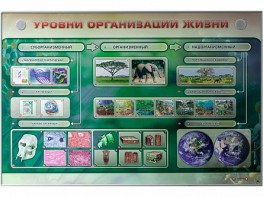 Электрифицированный стенд "Уровни организации жизни" - fgospostavki.ru - Белгород
